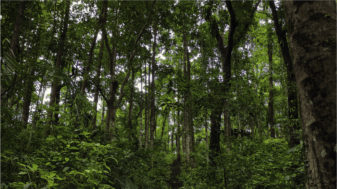 Bosque con árboles muy altos y mucha vegetación