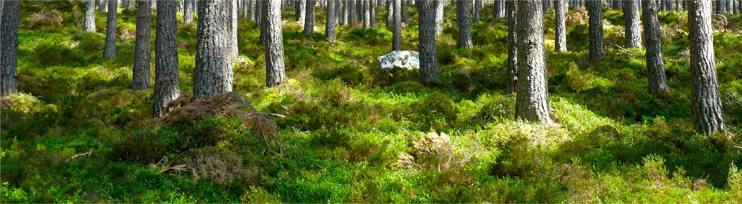 Suelo de un bosque de pinos con gran cantidad de vegetación